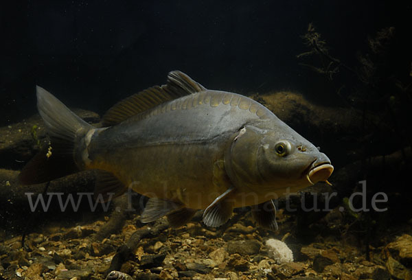 Karpfen (Cyprinus carpio)