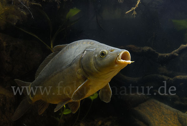 Karpfen (Cyprinus carpio)