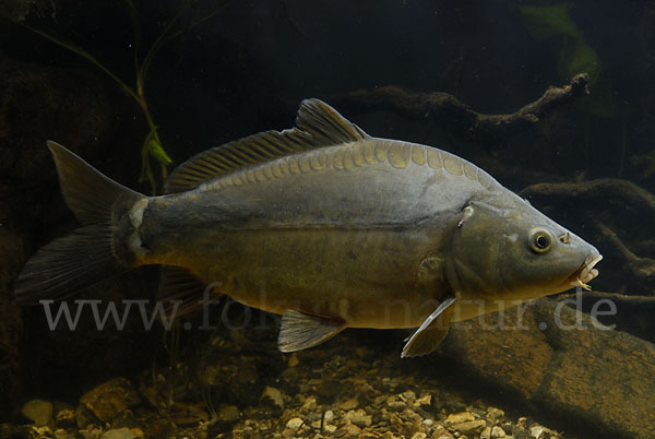 Karpfen (Cyprinus carpio)