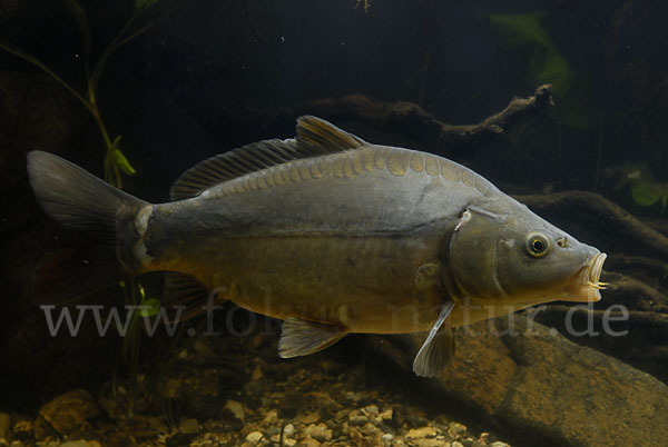 Karpfen (Cyprinus carpio)