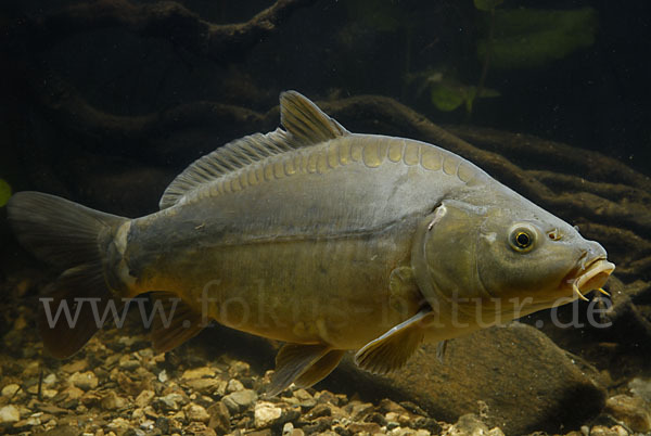 Karpfen (Cyprinus carpio)