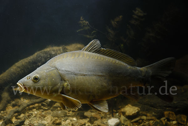 Karpfen (Cyprinus carpio)