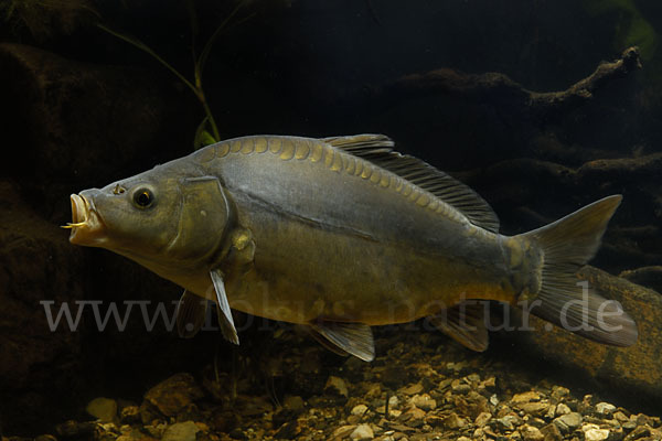 Karpfen (Cyprinus carpio)