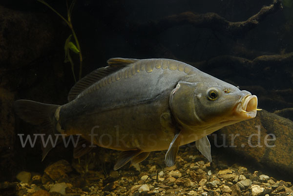 Karpfen (Cyprinus carpio)