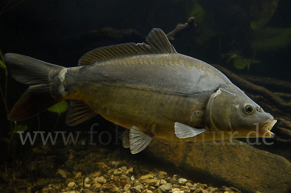 Karpfen (Cyprinus carpio)