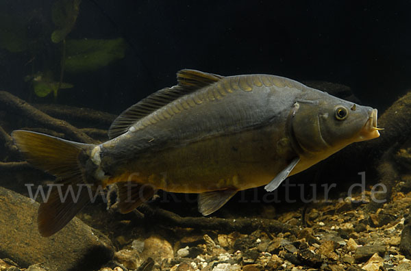 Karpfen (Cyprinus carpio)