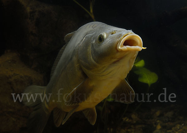 Karpfen (Cyprinus carpio)