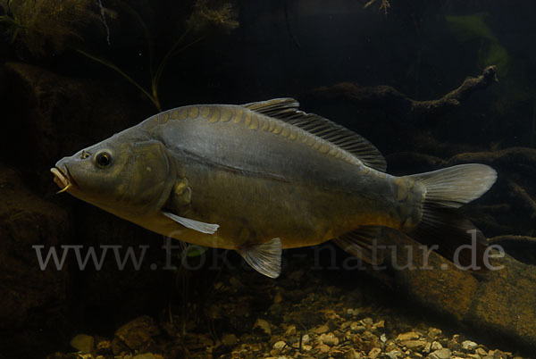 Karpfen (Cyprinus carpio)