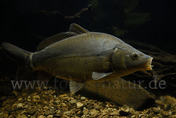 Karpfen (Cyprinus carpio)