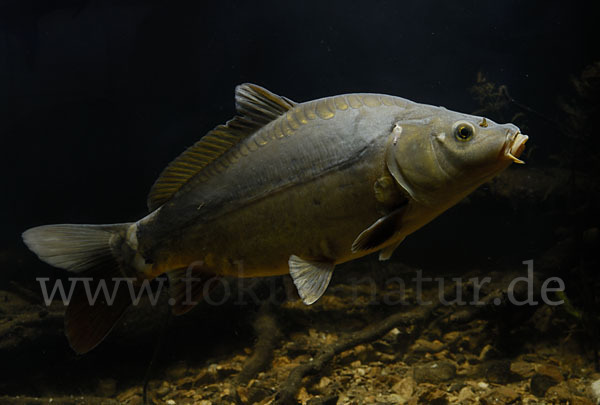 Karpfen (Cyprinus carpio)