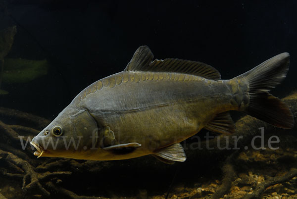 Karpfen (Cyprinus carpio)