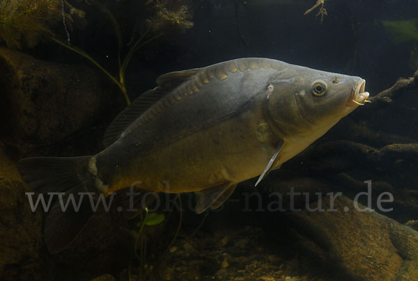 Karpfen (Cyprinus carpio)