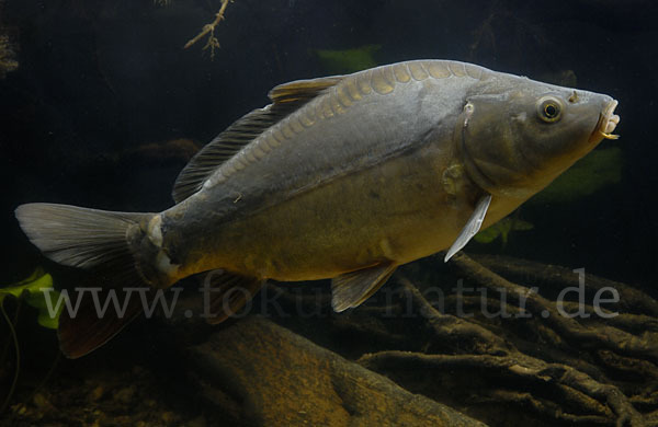 Karpfen (Cyprinus carpio)