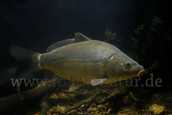 Karpfen (Cyprinus carpio)