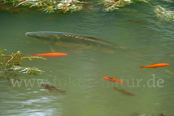 Karpfen (Cyprinus carpio)