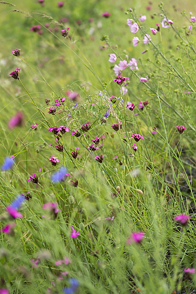 Karthäuser-Nelke (Dianthus carthusianorum)