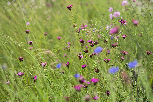 Karthäuser-Nelke (Dianthus carthusianorum)