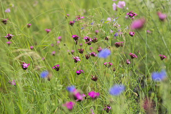 Karthäuser-Nelke (Dianthus carthusianorum)