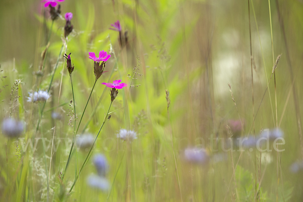 Karthäuser-Nelke (Dianthus carthusianorum)