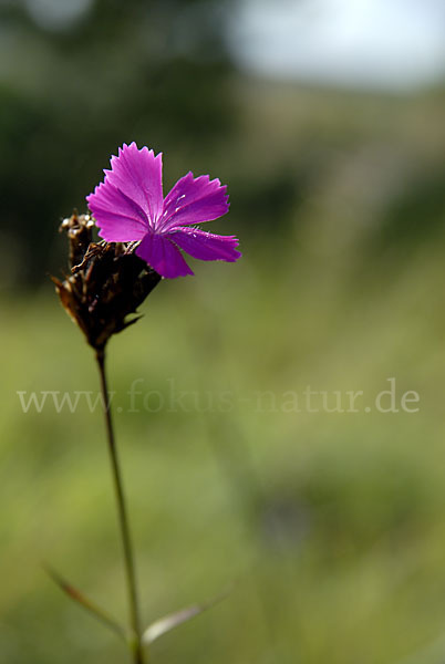 Karthäuser-Nelke (Dianthus carthusianorum)