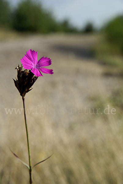 Karthäuser-Nelke (Dianthus carthusianorum)