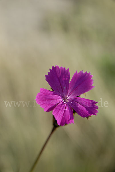 Karthäuser-Nelke (Dianthus carthusianorum)