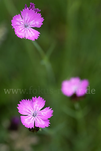 Karthäuser-Nelke (Dianthus carthusianorum)