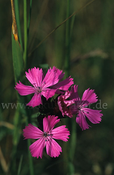 Karthäuser-Nelke (Dianthus carthusianorum)