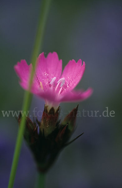 Karthäuser-Nelke (Dianthus carthusianorum)