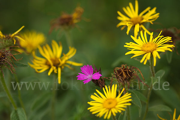 Karthäuser-Nelke (Dianthus carthusianorum)