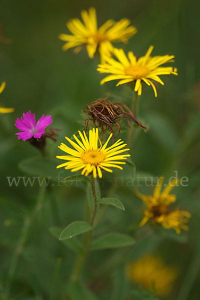 Karthäuser-Nelke (Dianthus carthusianorum)