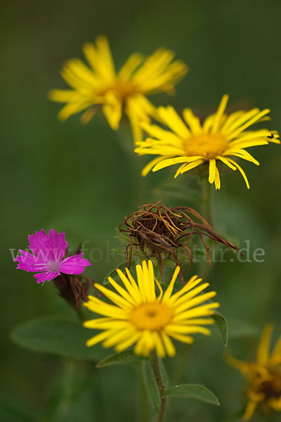 Karthäuser-Nelke (Dianthus carthusianorum)