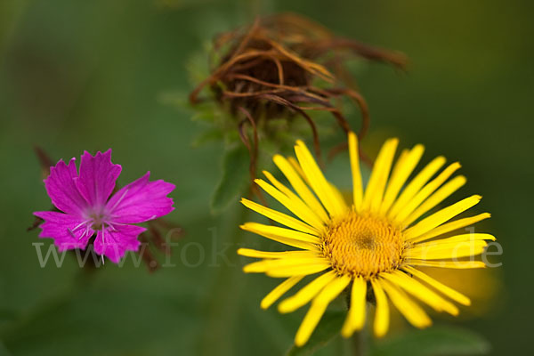 Karthäuser-Nelke (Dianthus carthusianorum)