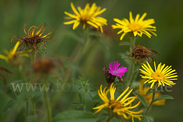 Karthäuser-Nelke (Dianthus carthusianorum)