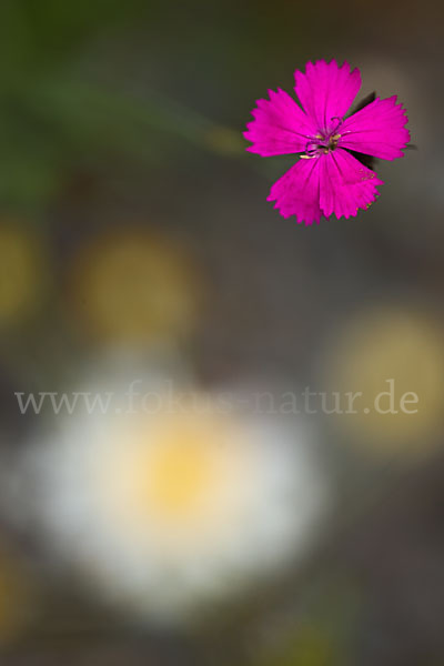 Karthäuser-Nelke (Dianthus carthusianorum)