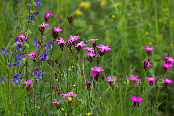 Karthäuser-Nelke (Dianthus carthusianorum)