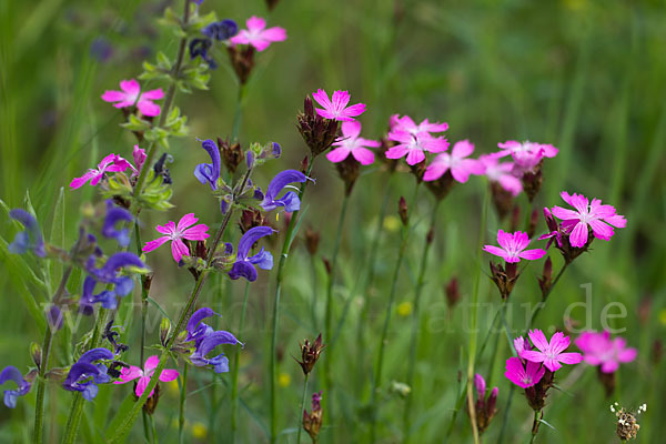 Karthäuser-Nelke (Dianthus carthusianorum)