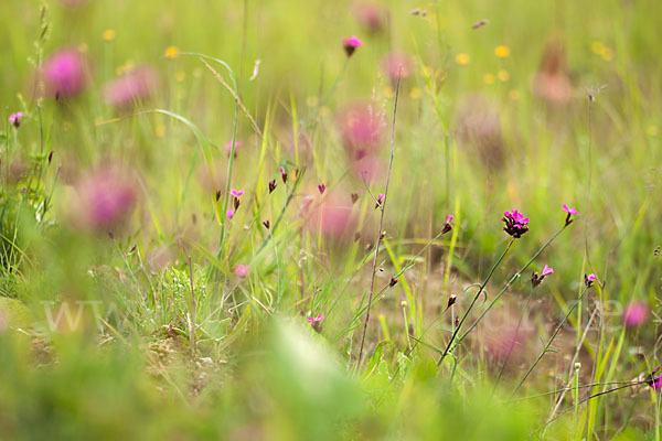 Karthäuser-Nelke (Dianthus carthusianorum)