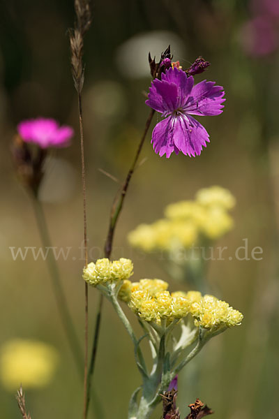 Karthäuser-Nelke (Dianthus carthusianorum)