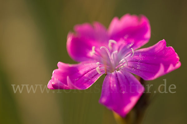 Karthäuser-Nelke (Dianthus carthusianorum)