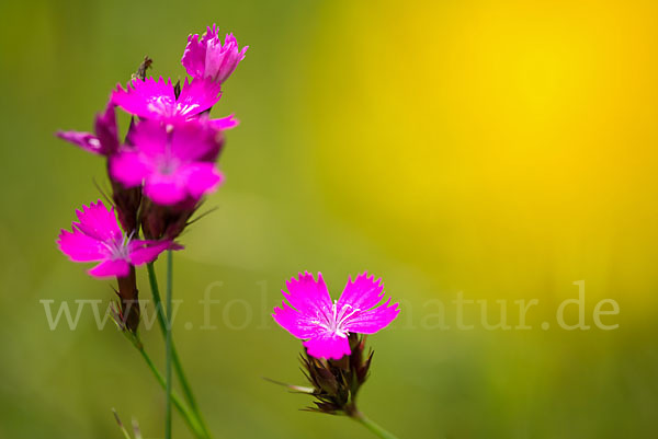 Karthäuser-Nelke (Dianthus carthusianorum)