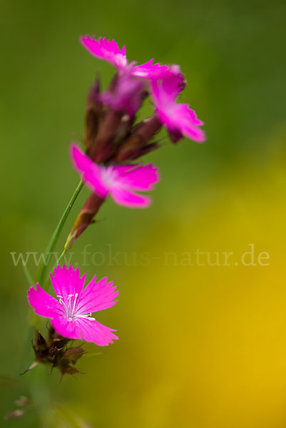 Karthäuser-Nelke (Dianthus carthusianorum)