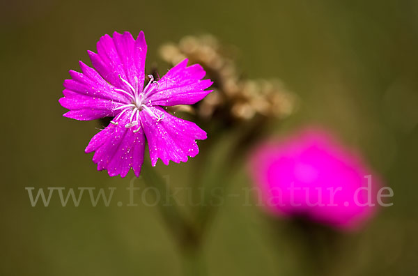 Karthäuser-Nelke (Dianthus carthusianorum)