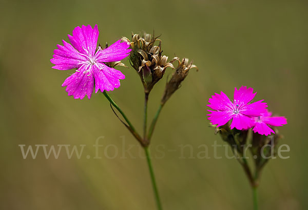 Karthäuser-Nelke (Dianthus carthusianorum)