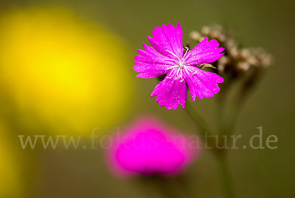 Karthäuser-Nelke (Dianthus carthusianorum)