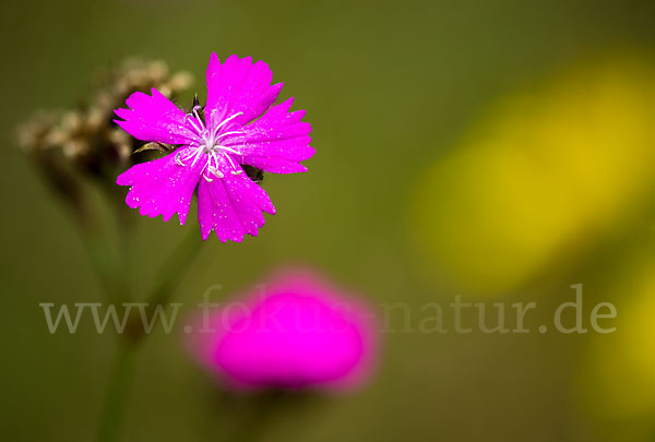 Karthäuser-Nelke (Dianthus carthusianorum)