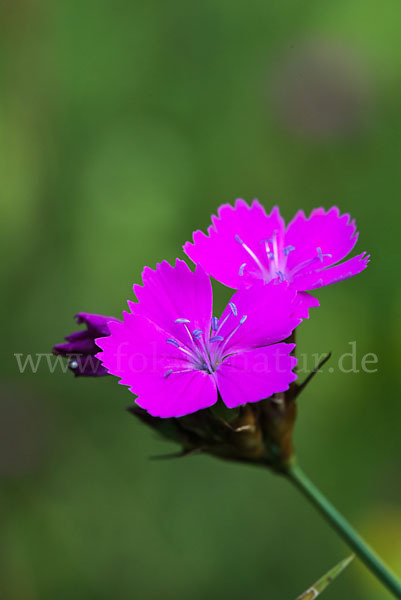 Karthäuser-Nelke (Dianthus carthusianorum)