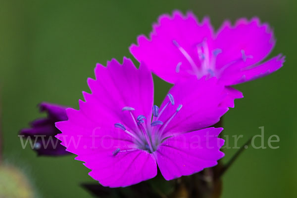 Karthäuser-Nelke (Dianthus carthusianorum)