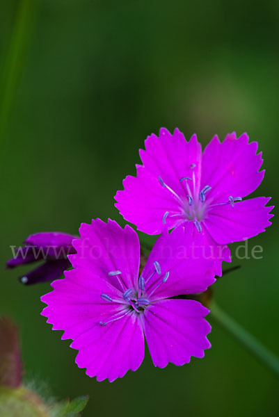 Karthäuser-Nelke (Dianthus carthusianorum)