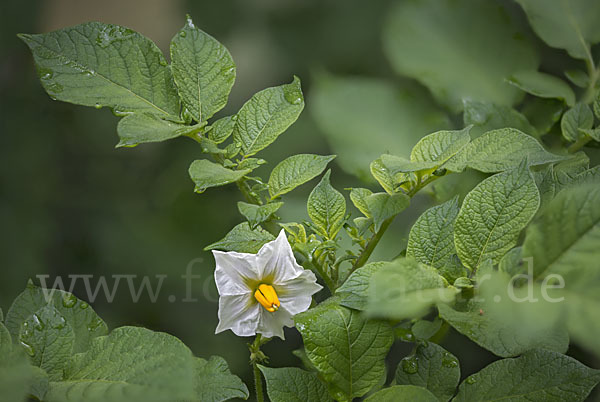 Kartoffel (Solanum tuberosum)